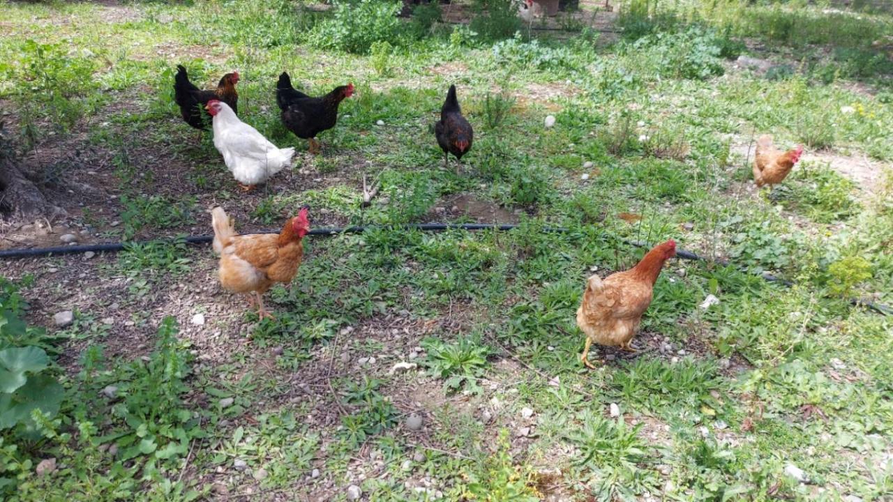 Agritourism Cottage Near Sitia Ngoại thất bức ảnh