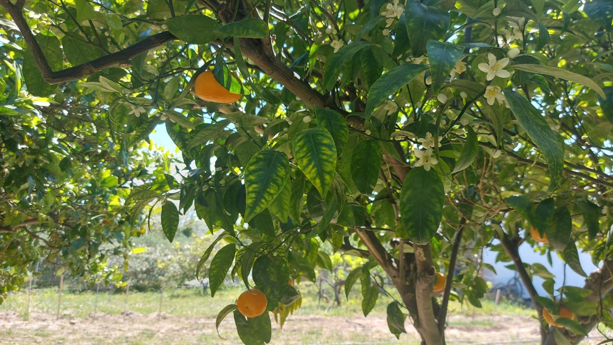 Agritourism Cottage Near Sitia Ngoại thất bức ảnh