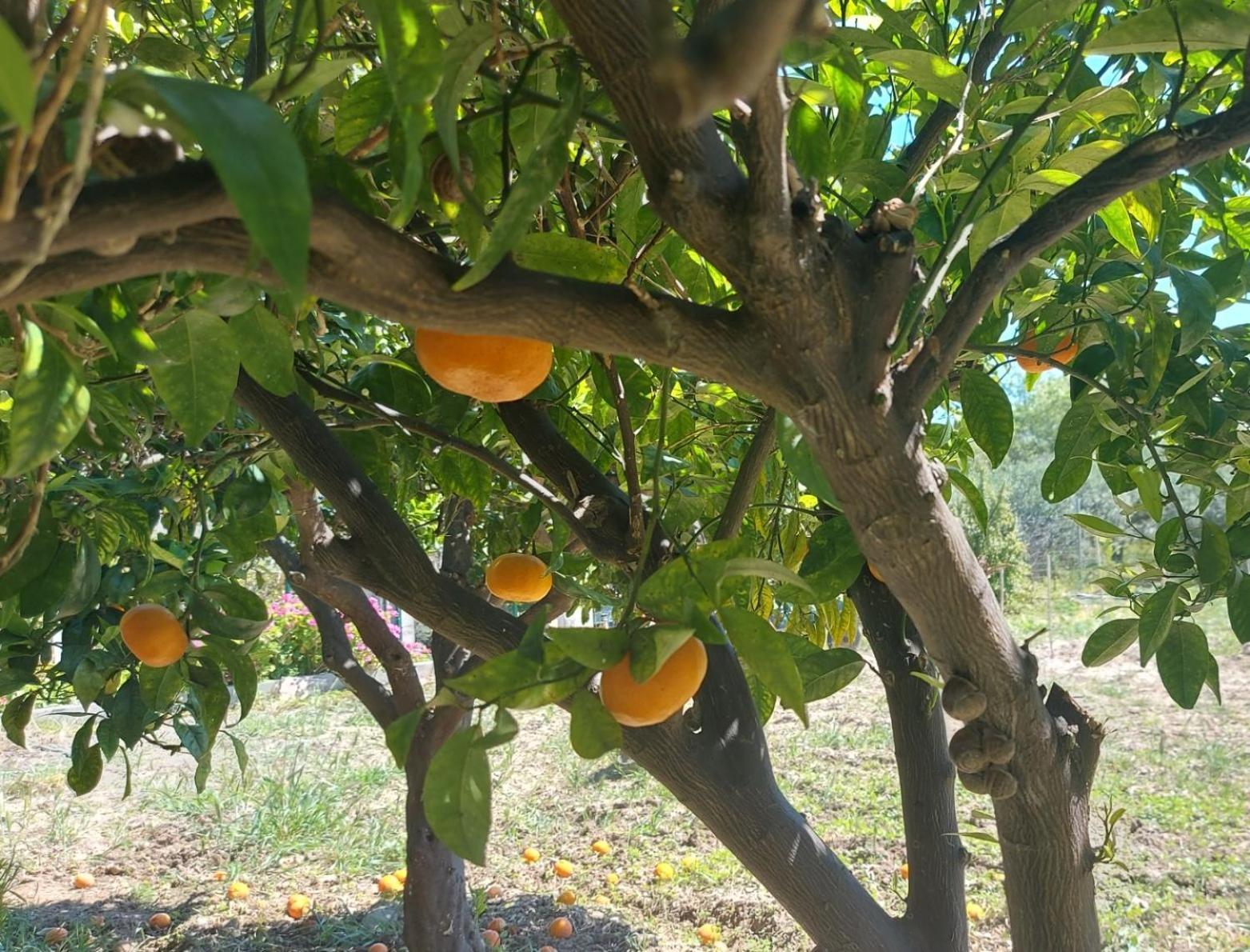 Agritourism Cottage Near Sitia Ngoại thất bức ảnh