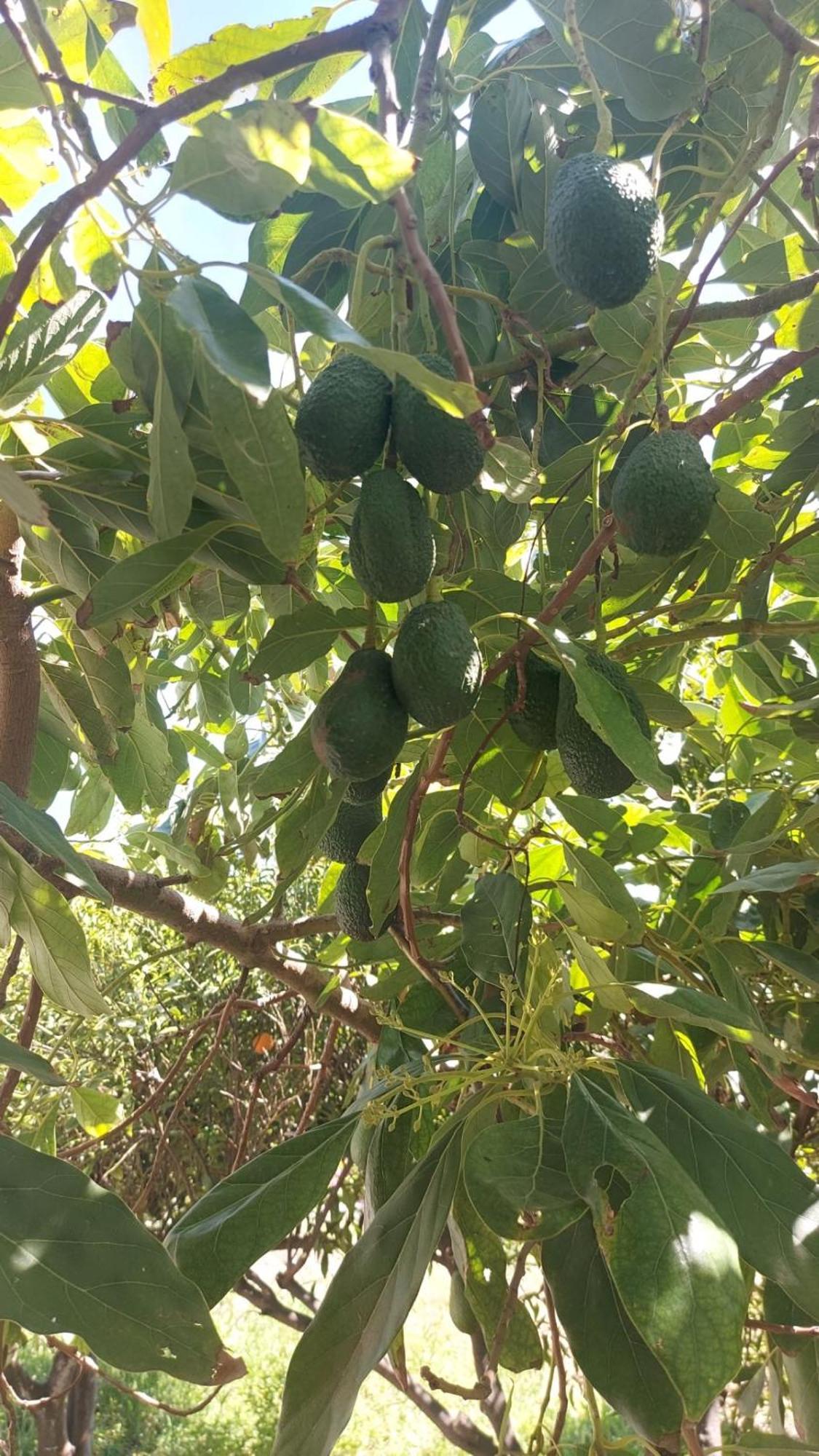 Agritourism Cottage Near Sitia Ngoại thất bức ảnh